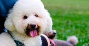 Everything you want to know about Poodles