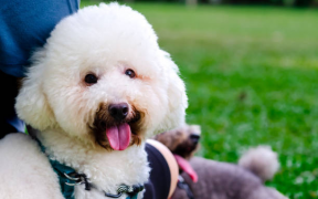Everything you want to know about Poodles