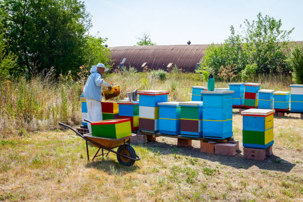 Collecting Pollen with Apimaye Pollen Trap