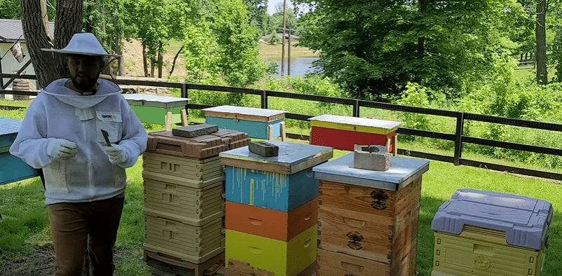 Collecting Pollen with Apimaye Pollen Trap