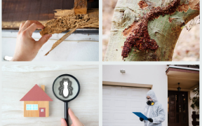 Your Mahogany is NOT safe from Termites!