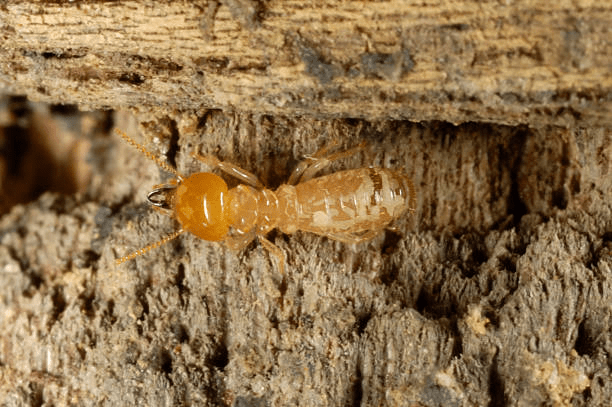 Your Mahogany is NOT safe from Termites!
