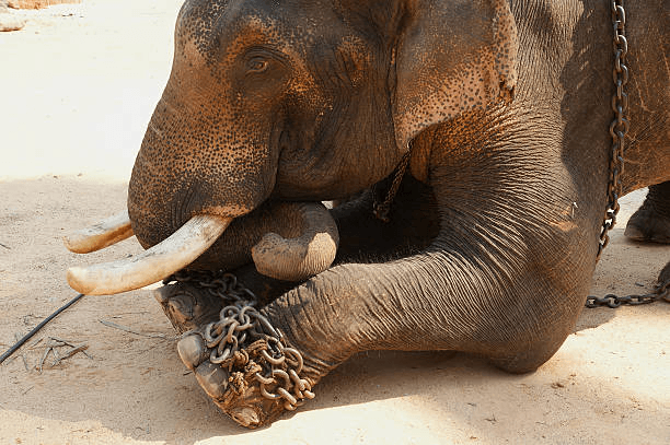Why Doesn't the Chained Elephant Run Away? [Mentality and Beliefs] Jorge Bucay ITA