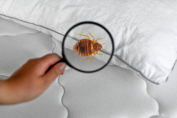 Interesting facts About Bed Bugs You Didn't Know
