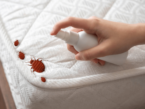 Interesting facts About Bed Bugs You Didn't Know
