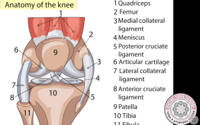 The Knee Joint In Yoga - Yoga Anatomy - Online Yoga School