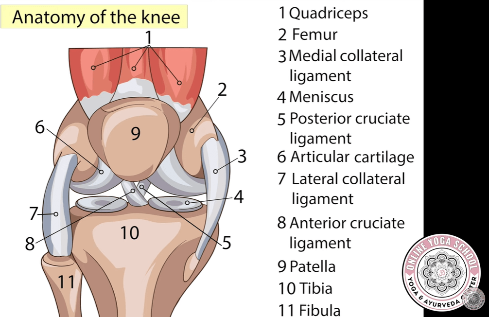 The Knee Joint In Yoga - Yoga Anatomy - Online Yoga School
