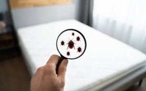 Interesting facts About Bed Bugs You Didn't Know