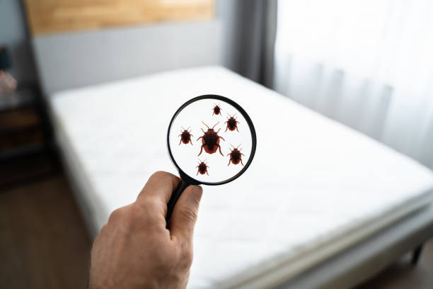 Interesting facts About Bed Bugs You Didn't Know
