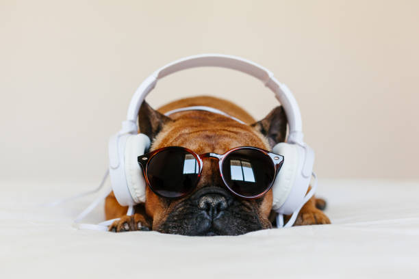 Relaxing Music For Dogs ✅ What A Day
