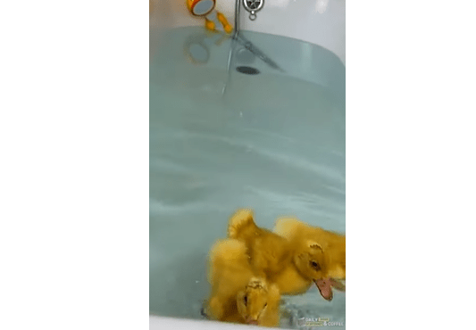 Quacktastic Mood Boost Recipe - Real Ducks in a Bathtub
