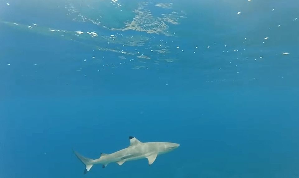 This Is The Deadliest Shark Attack Ever In Human History
