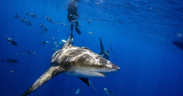 This Is The Deadliest Shark Attack Ever In Human History