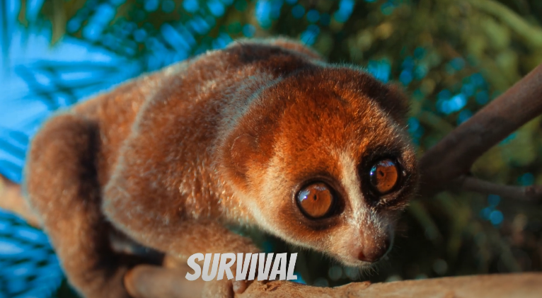 Vietnam's Slow Loris: The Nocturnal Guardians of the Forest