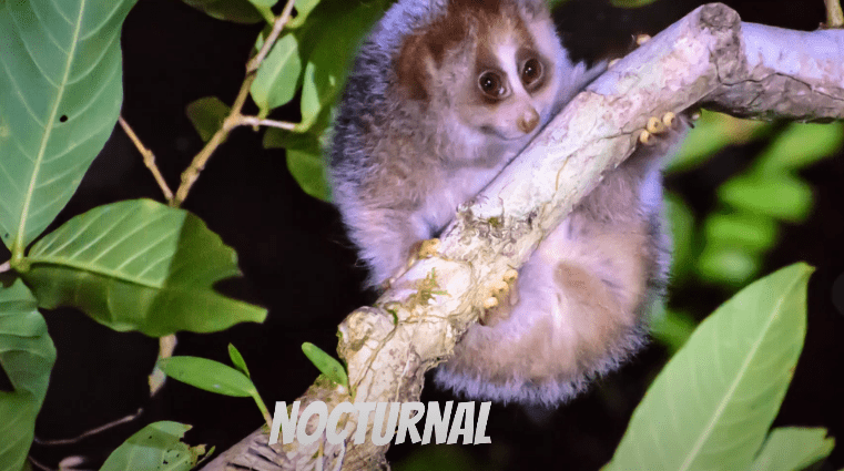 Vietnam's Slow Loris: The Nocturnal Guardians of the Forest