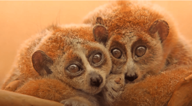 Vietnam's Slow Loris: The Nocturnal Guardians of the Forest