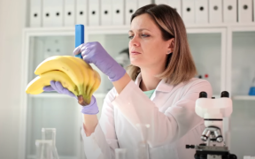 Bananas: The Unexpected Berry – Unraveling the Botanical Truth
